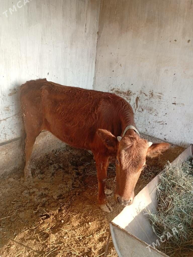 gulajyn - Sakarçäge - img 1