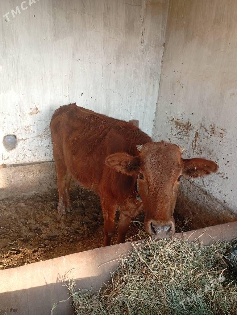 gulajyn - Sakarçäge - img 3