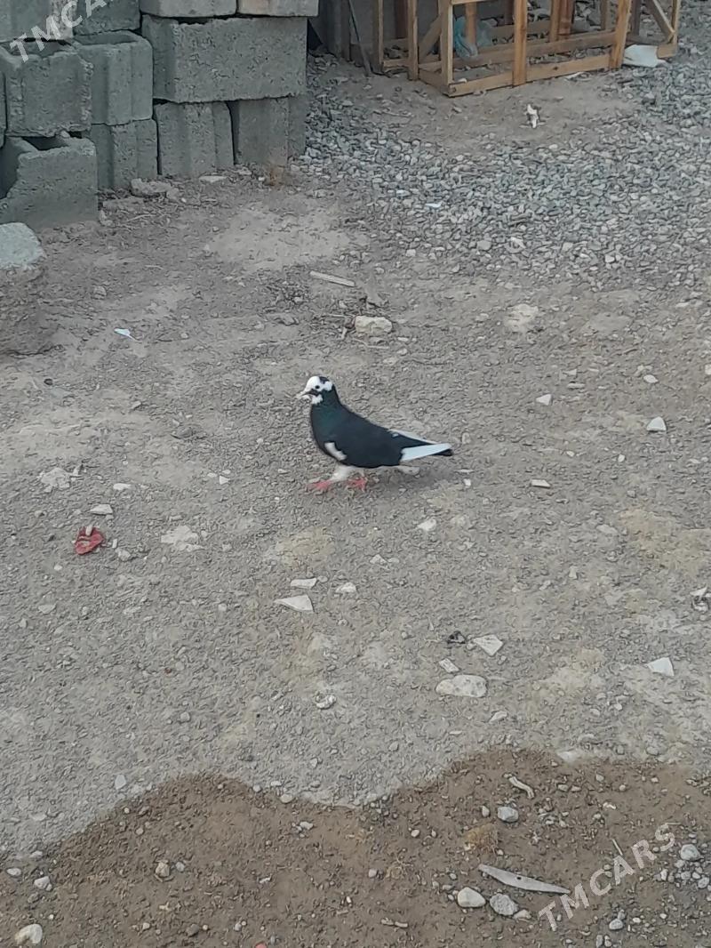 kepderi - Гызыларбат - img 4