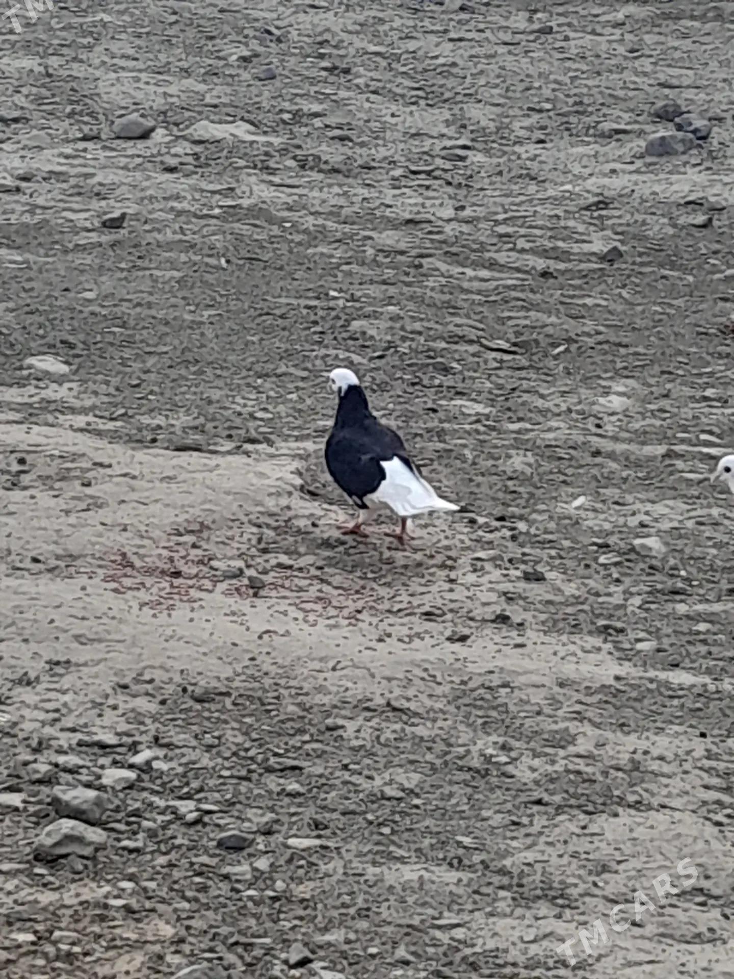 kepderi - Гызыларбат - img 1