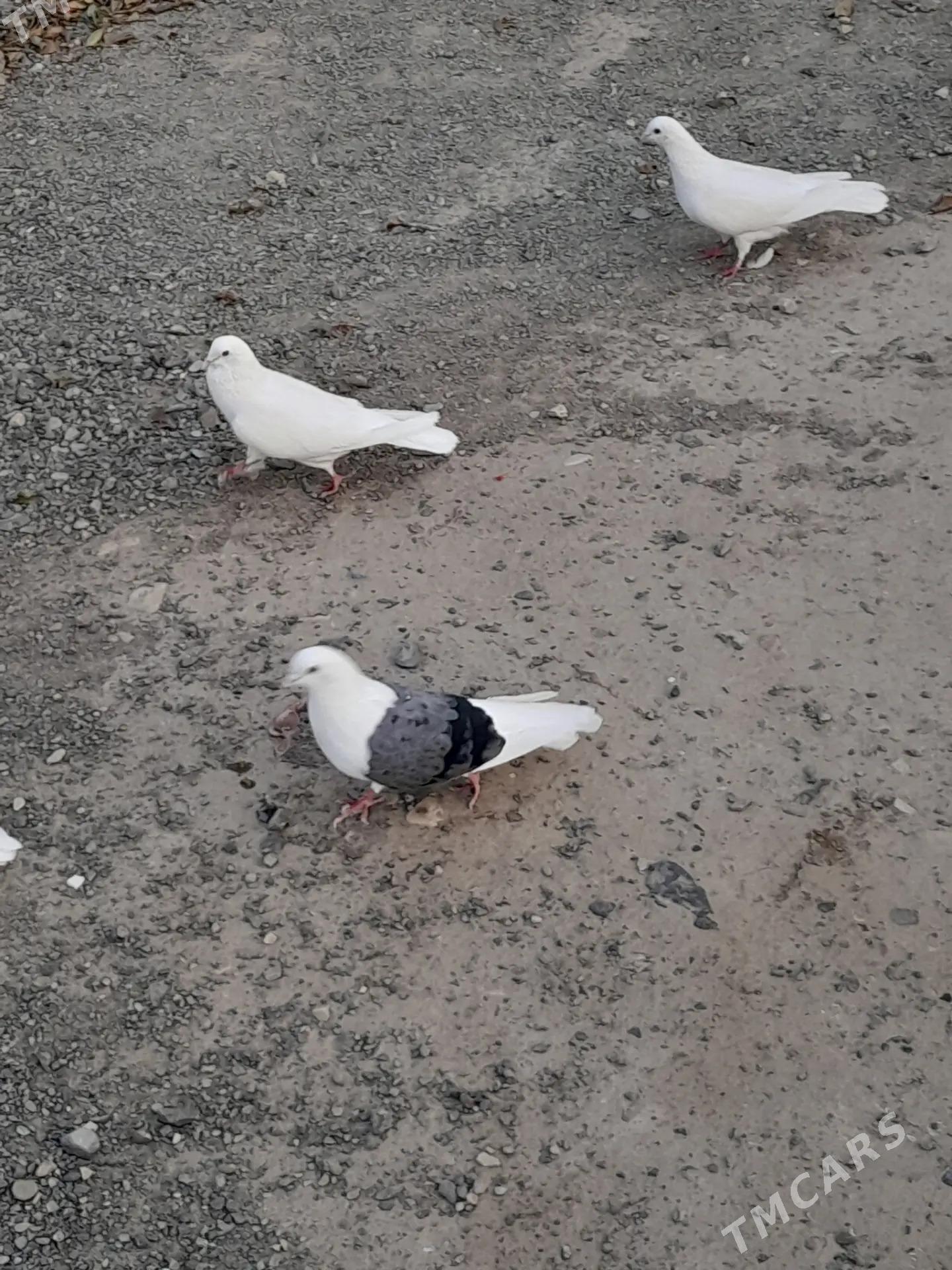 kepderi - Гызыларбат - img 2