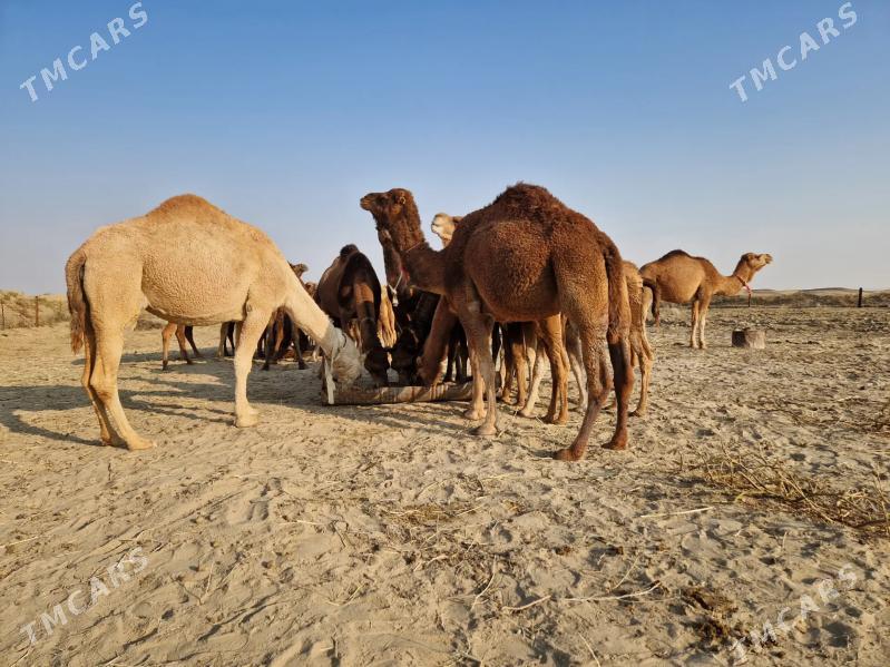 Düýe - Эсенгулы - img 3