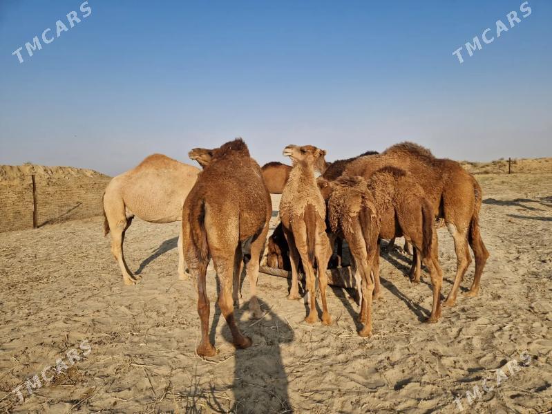 Düýe - Эсенгулы - img 2