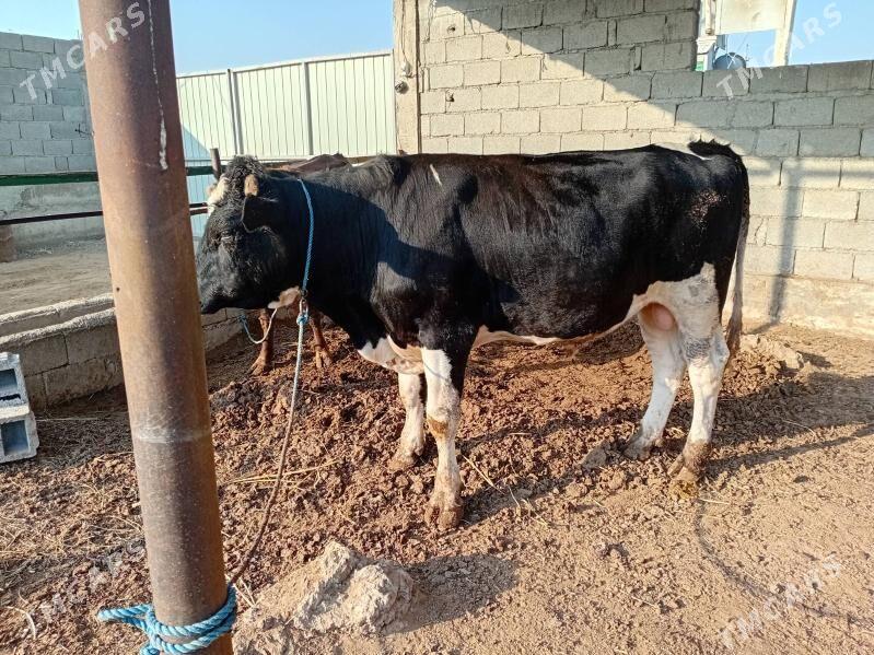 Öküz - Gökdepe - img 2