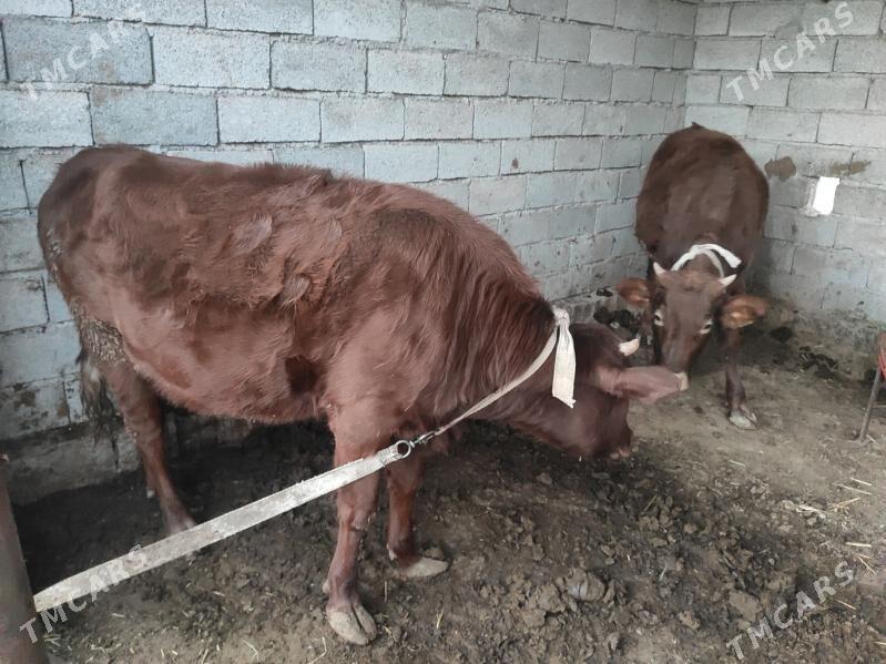 Gulajyn bakylyan 4 sany - Wekilbazar - img 2