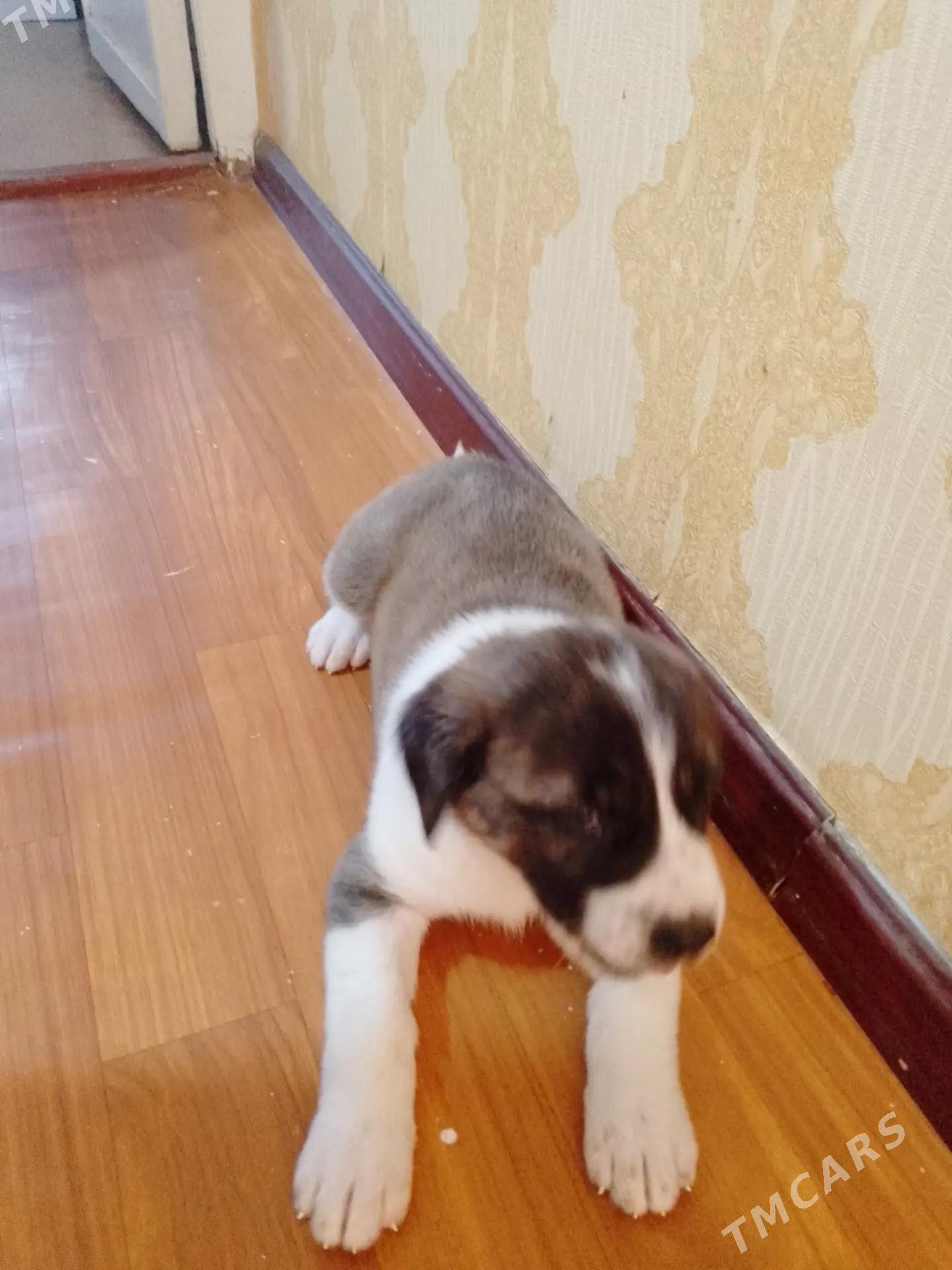 Чопанские щенки - Туркменабат - img 5