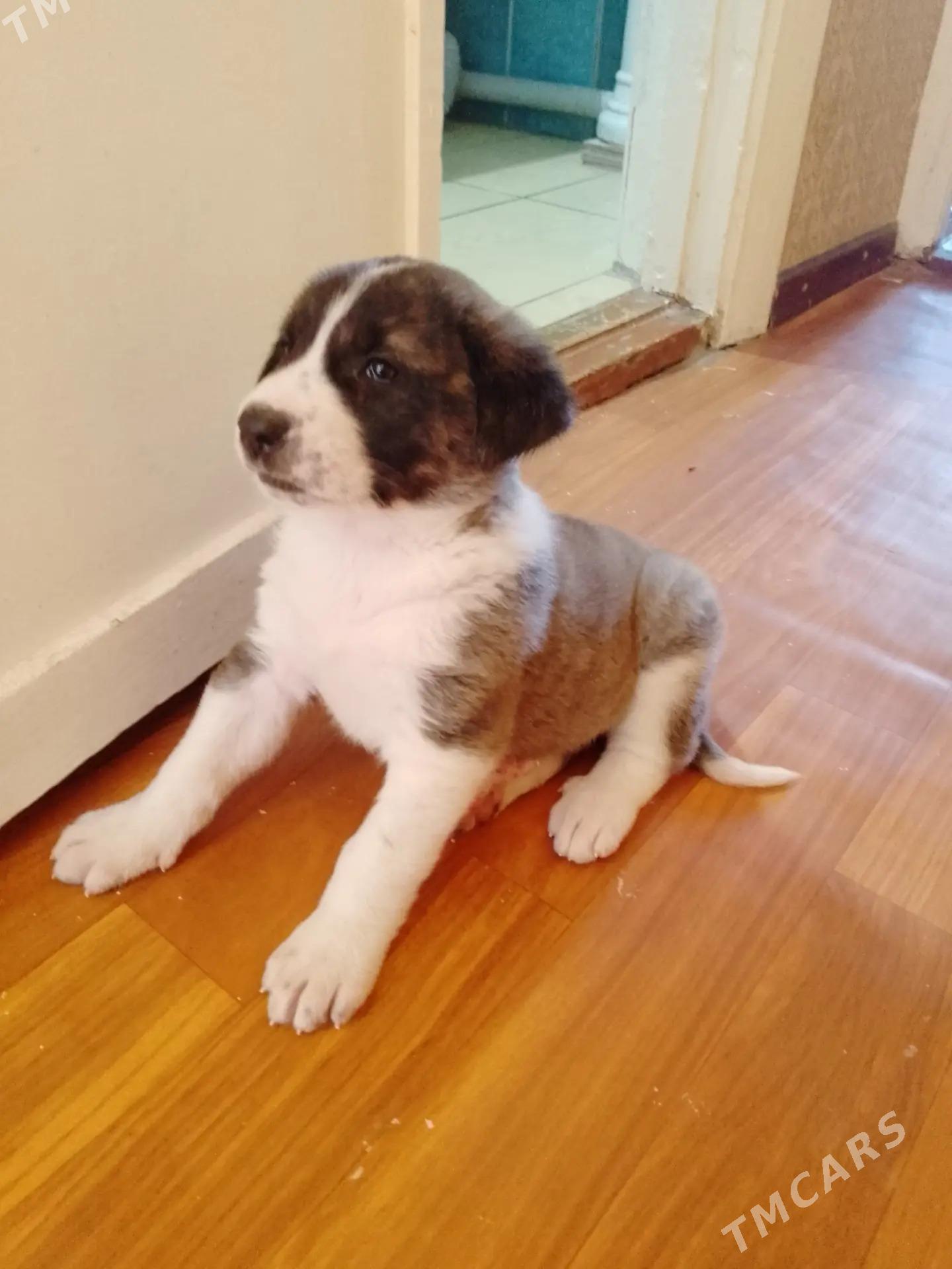 Чопанские щенки - Туркменабат - img 4