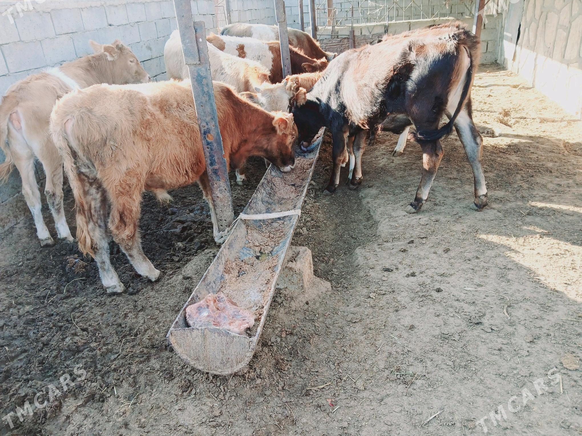 gole - Etrek - img 2