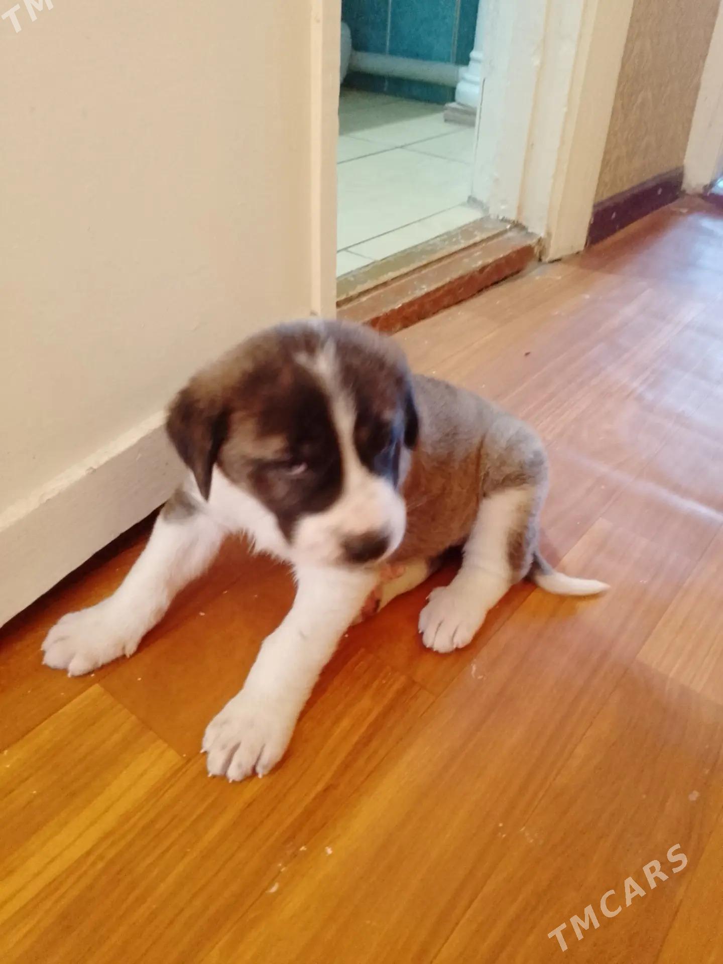 Чопанские щенки - Туркменабат - img 3