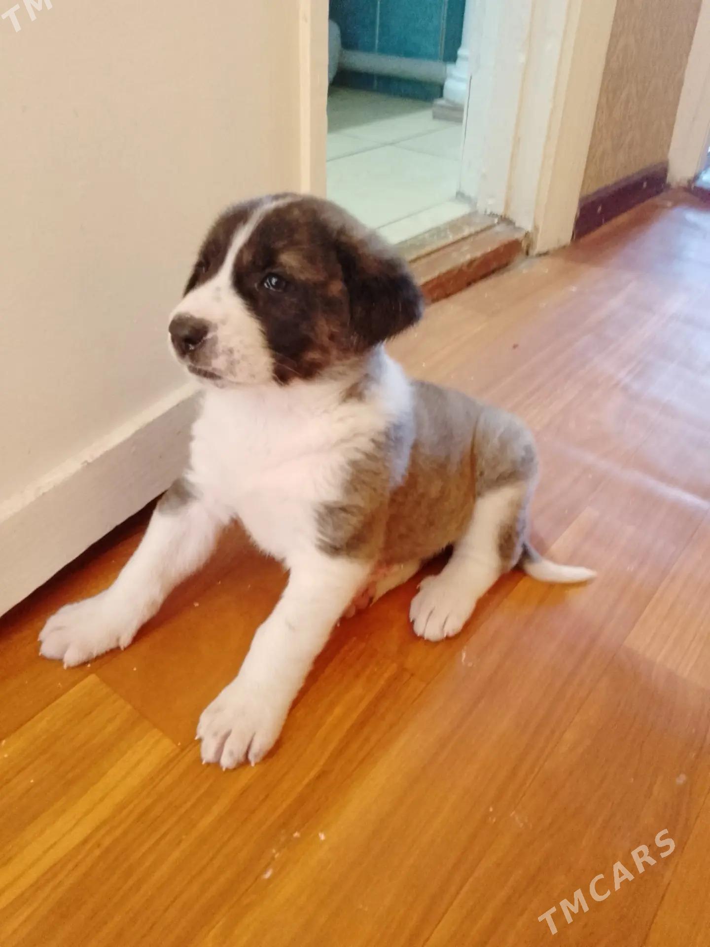 Чопанские щенки - Туркменабат - img 2