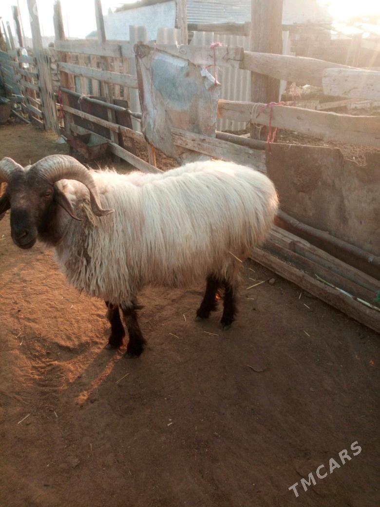 Goç - Джебел - img 2