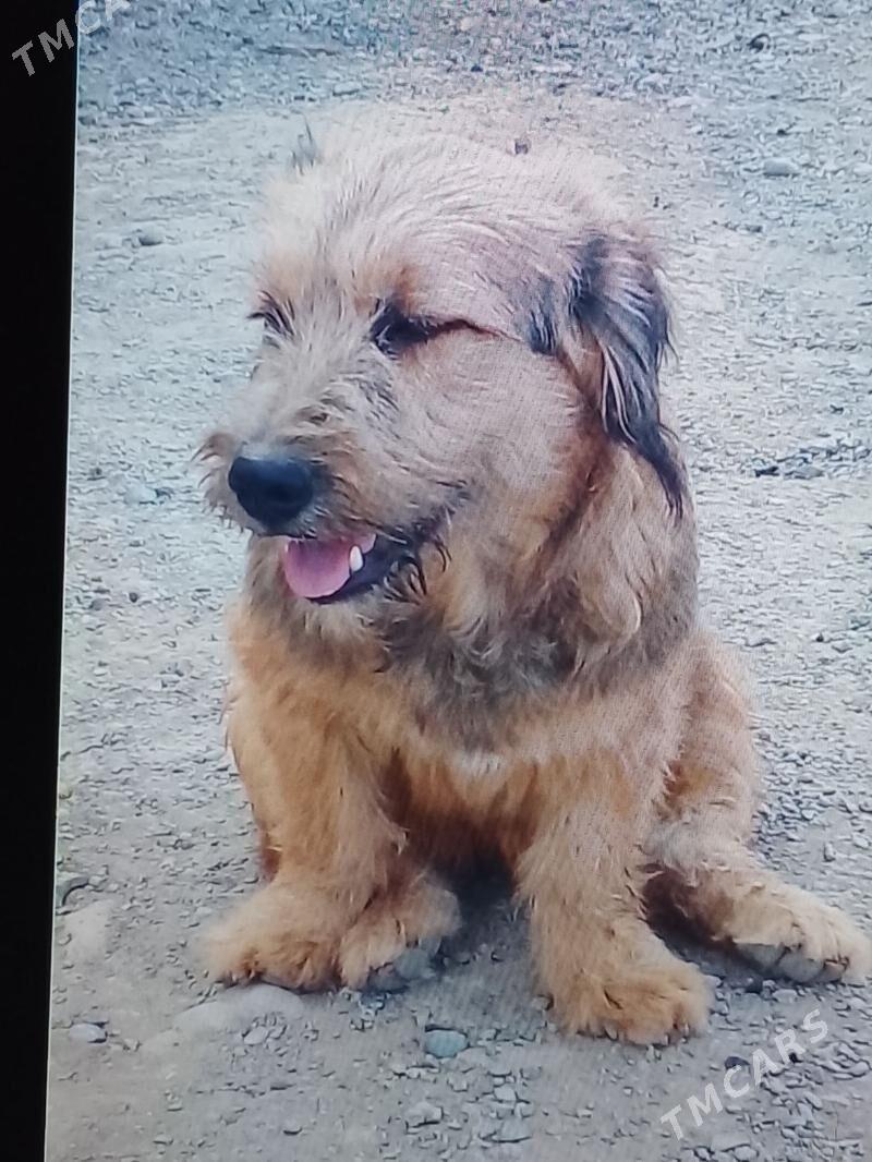 тузик - Änew - img 2