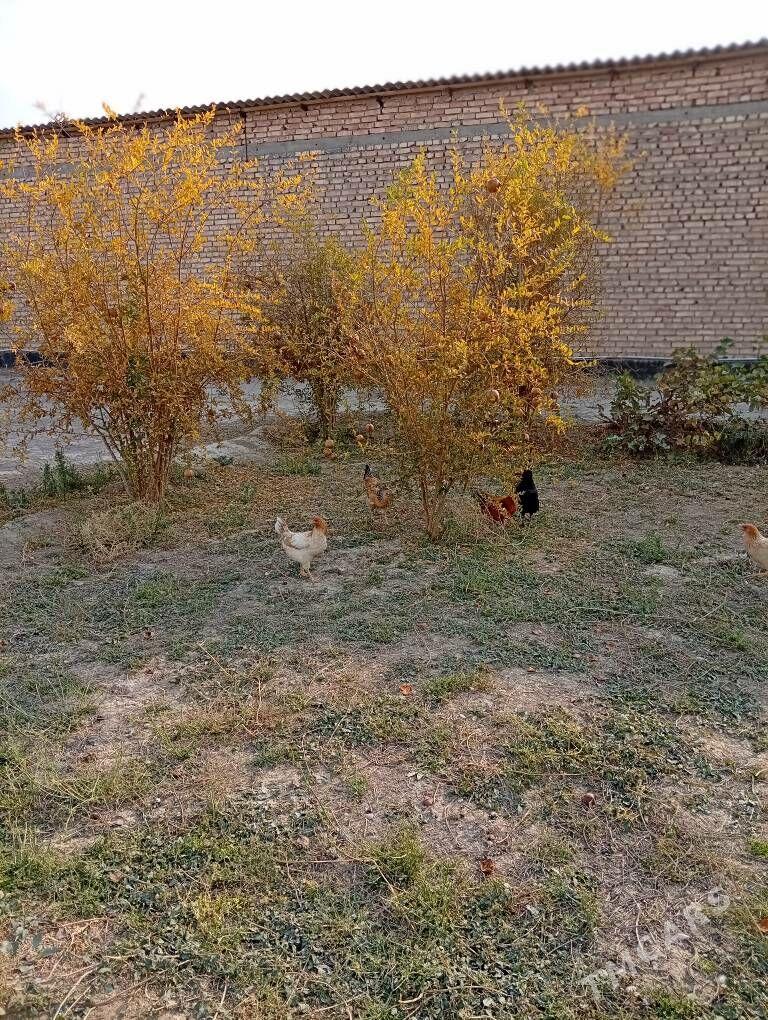 ordek towuk - Kaka - img 3