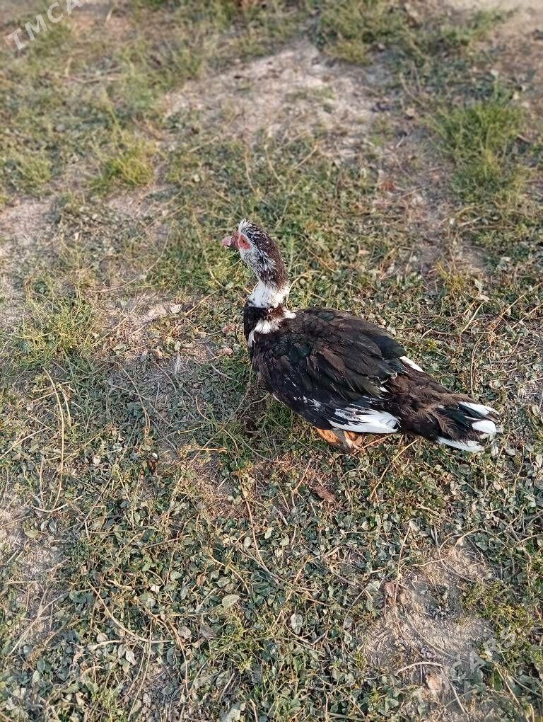 ordek towuk - Kaka - img 2