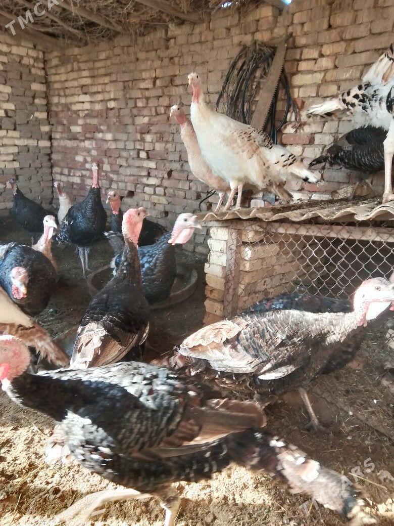 индук - Байрамали - img 2