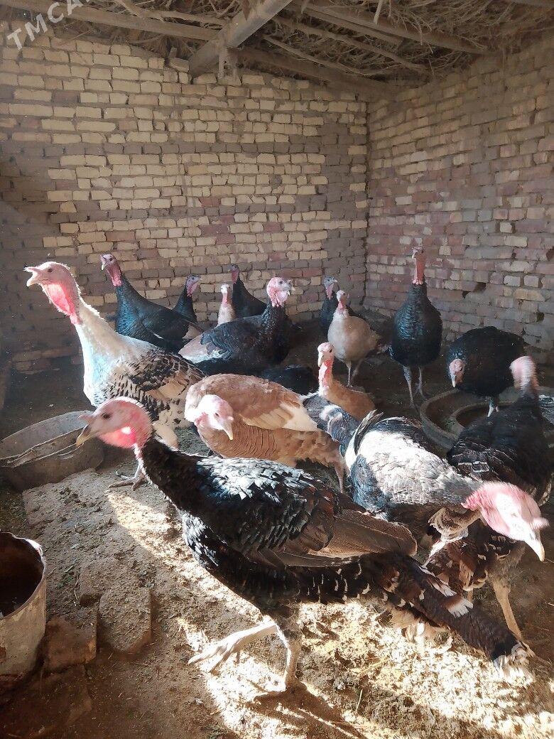 индук - Байрамали - img 3