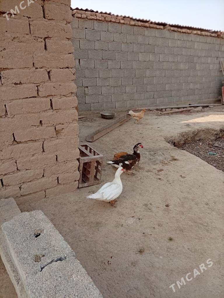 ordek towuk - Kaka - img 4