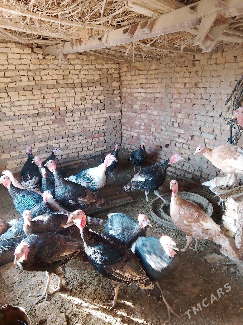 индук - Байрамали - img 4