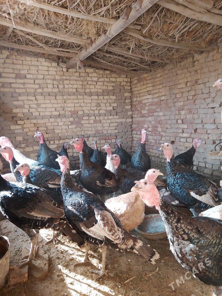 индук - Байрамали - img 5