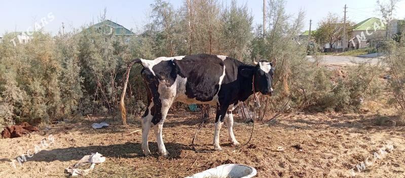 sygyr - Çoganly - img 4