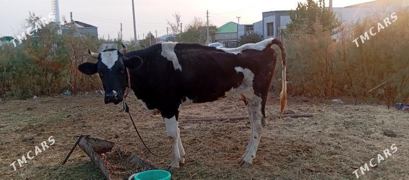 sygyr - Çoganly - img 2