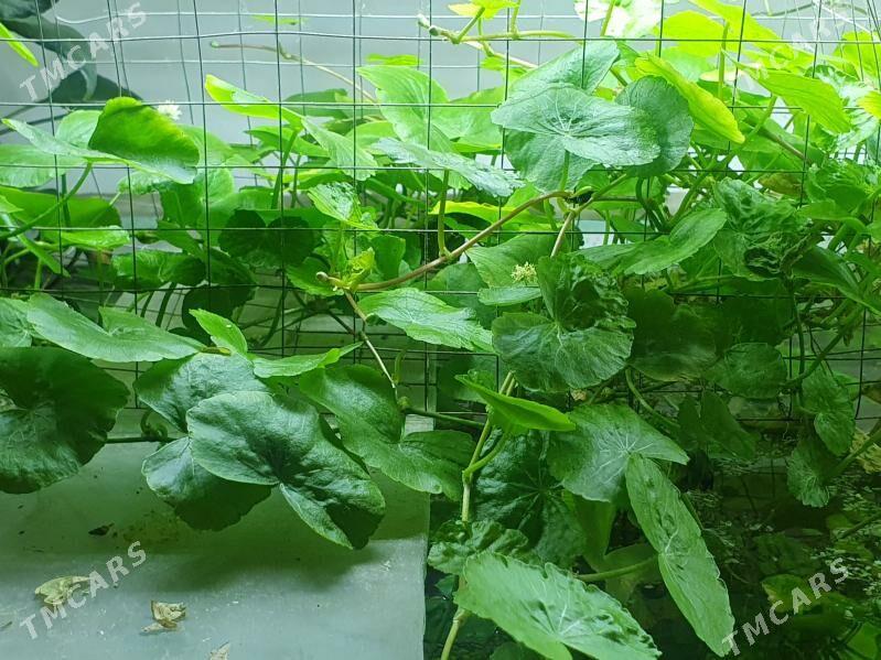 аквариумные растения - Aşgabat - img 4