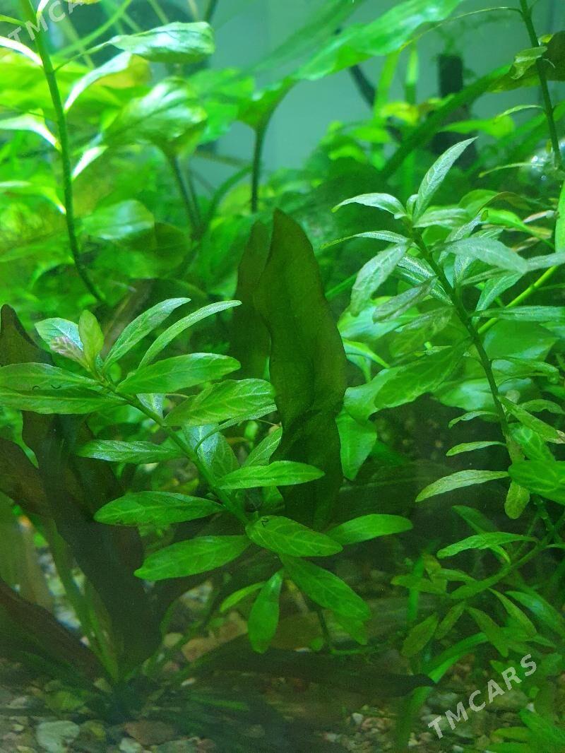 аквариумные растения - Aşgabat - img 2