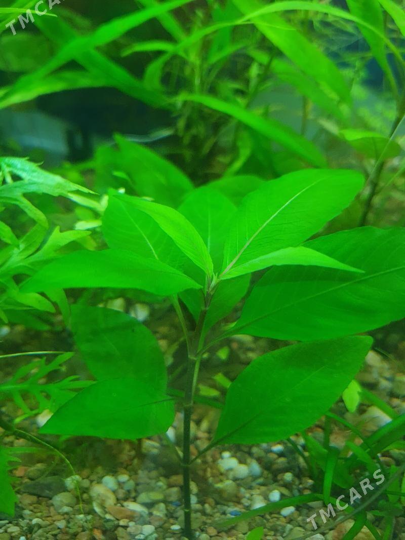 аквариумные растения - Aşgabat - img 3