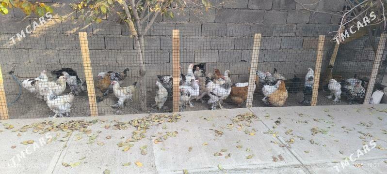 BALGAR TOWUK BALAKLY - Багир - img 1