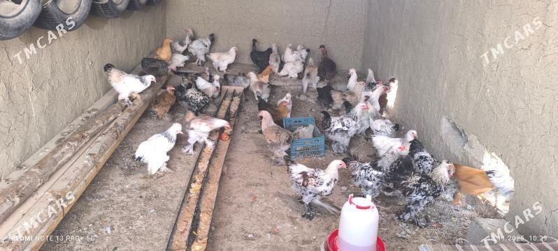 BALGAR TOWUK BALAKLY - Багир - img 3