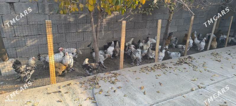 BALGAR TOWUK BALAKLY - Багир - img 2