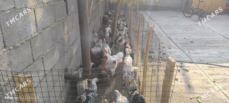 BALGAR TOWUK BALAKLY - Багир - img 4