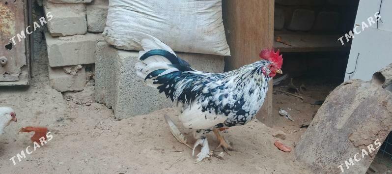 karlik - Çoganly - img 1