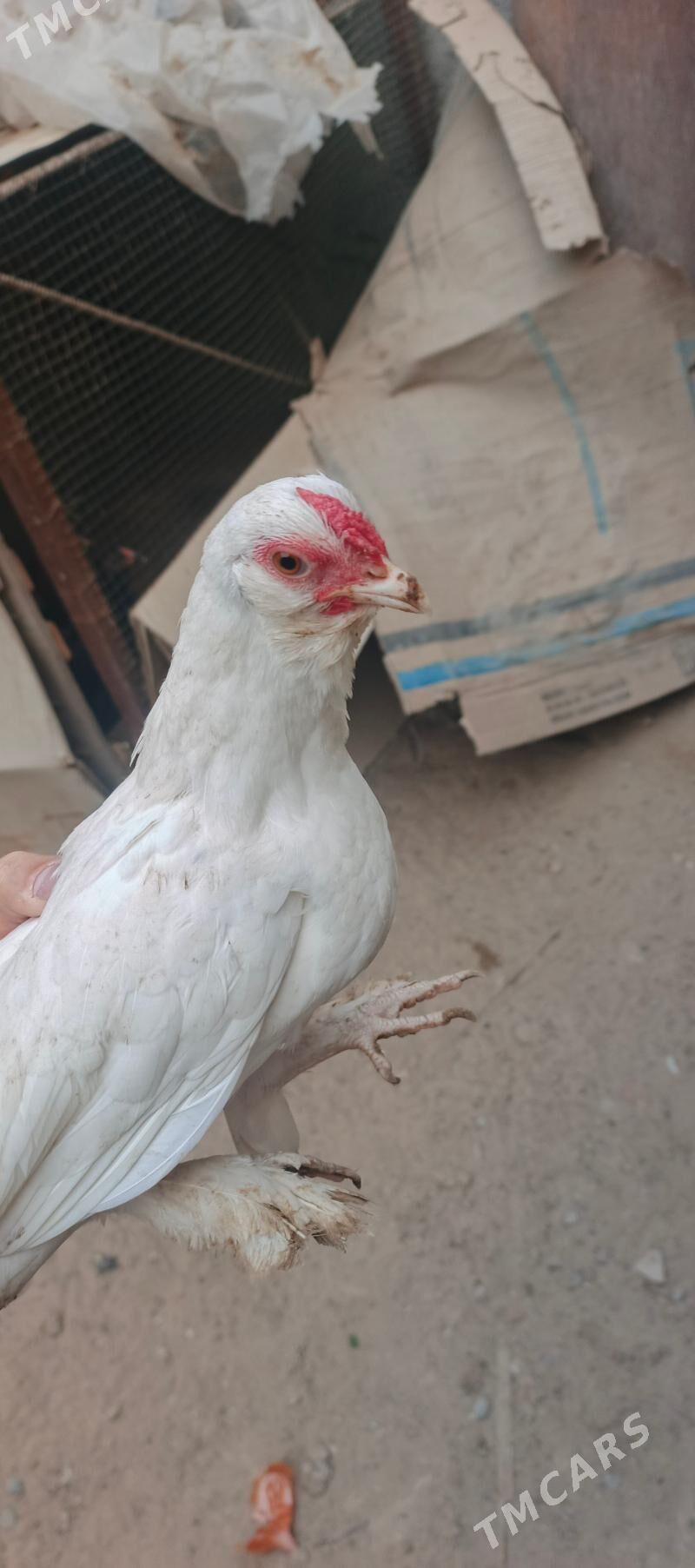 karlik - Çoganly - img 2