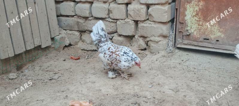 karlik - Çoganly - img 3