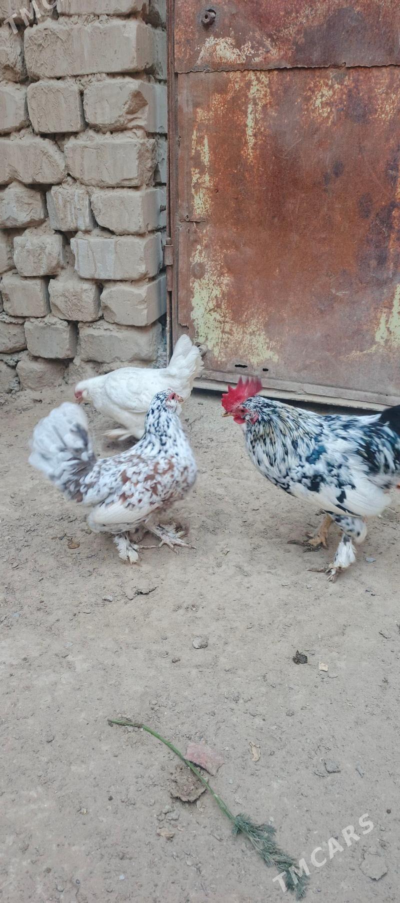 karlik - Çoganly - img 4