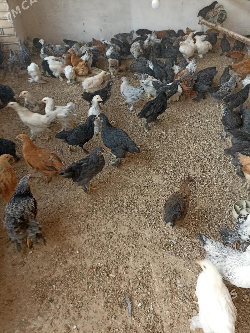 balakly jujeler - Сакарчага - img 6