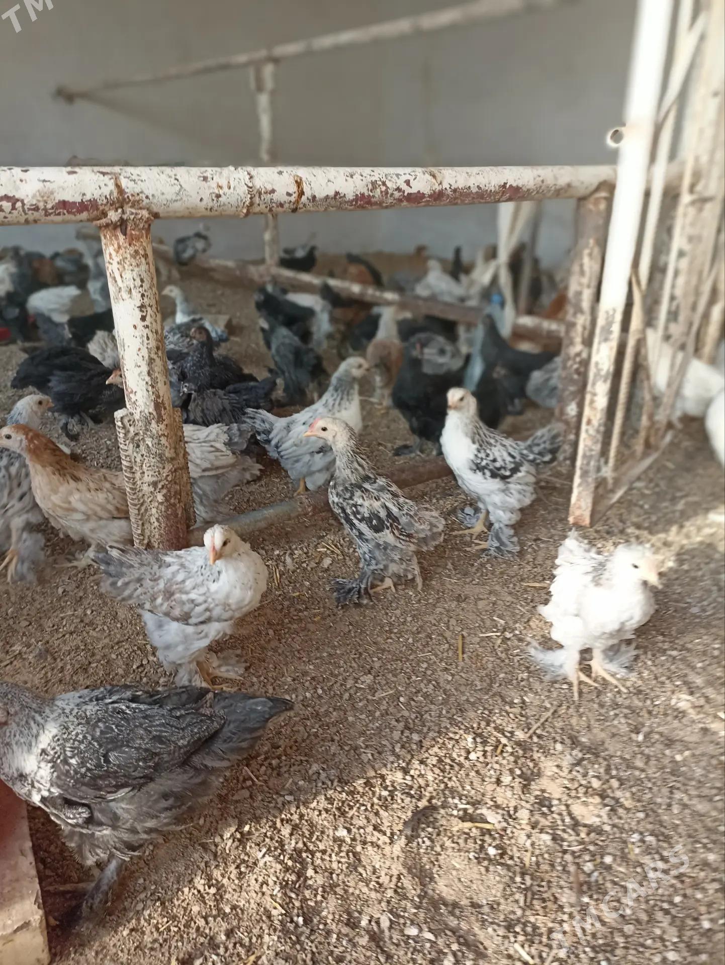 balakly jujeler - Сакарчага - img 5