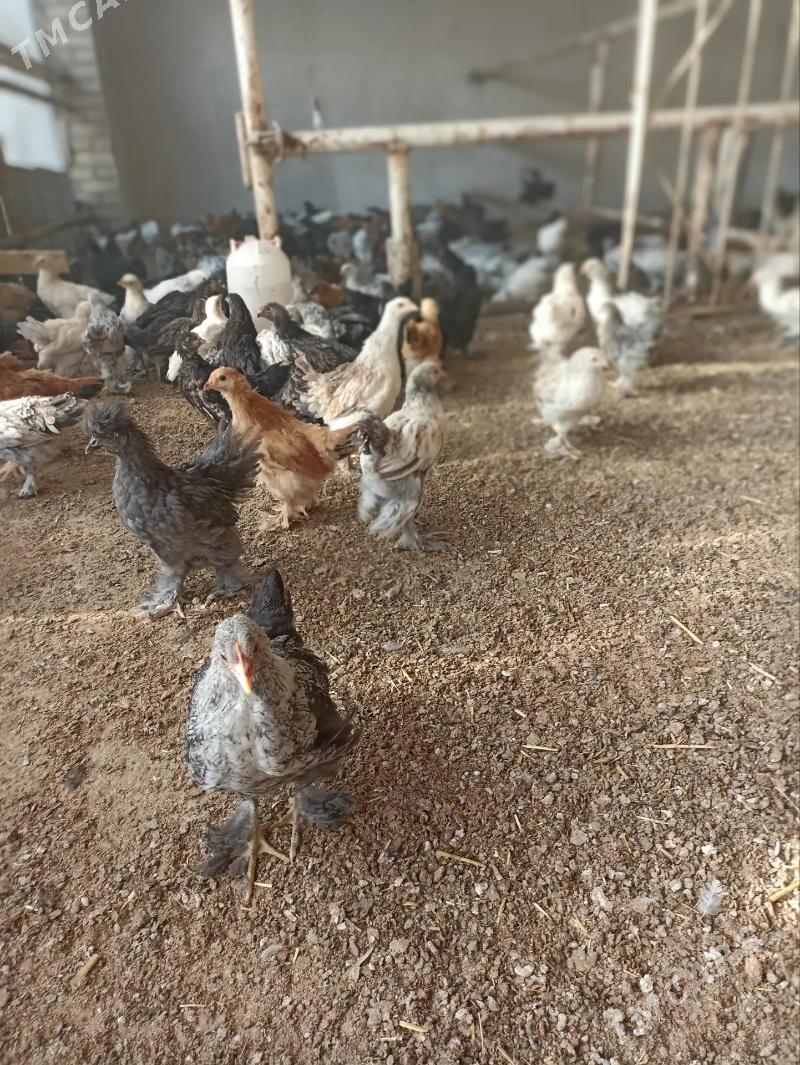 balakly jujeler - Сакарчага - img 4