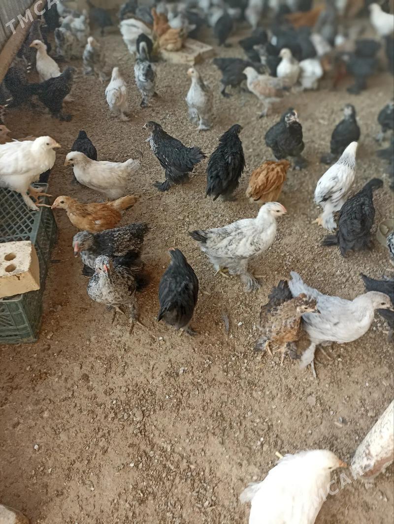 balakly jujeler - Сакарчага - img 2