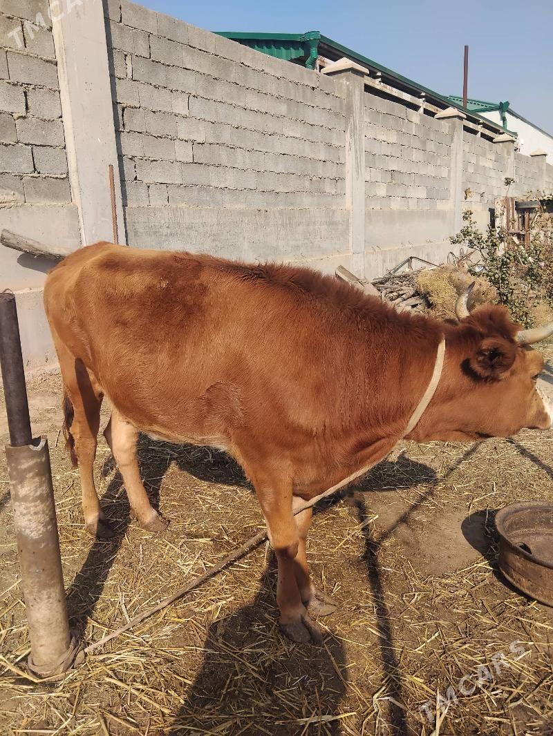 tuwe 1 guzlan - Büzmeýin - img 2