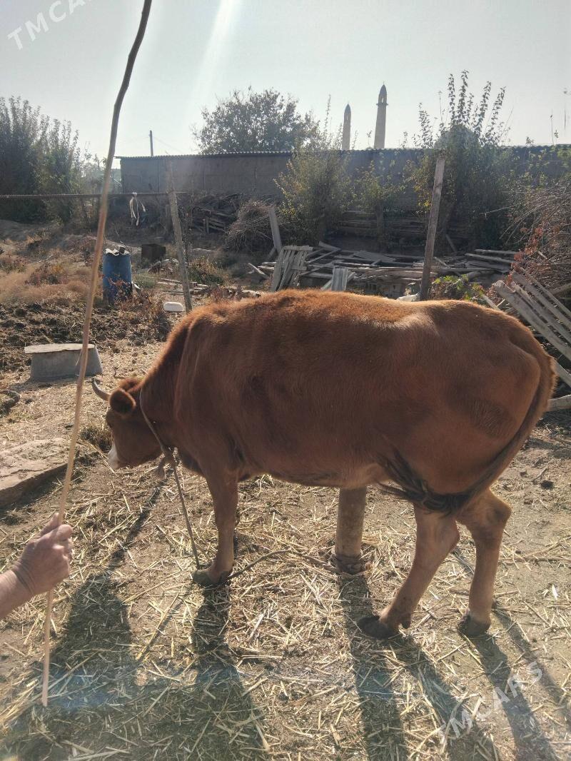 tuwe 1 guzlan - Büzmeýin - img 4