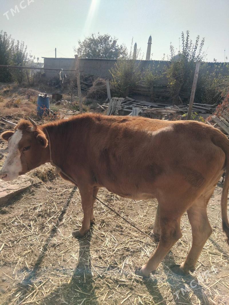 tuwe 1 guzlan - Büzmeýin - img 3