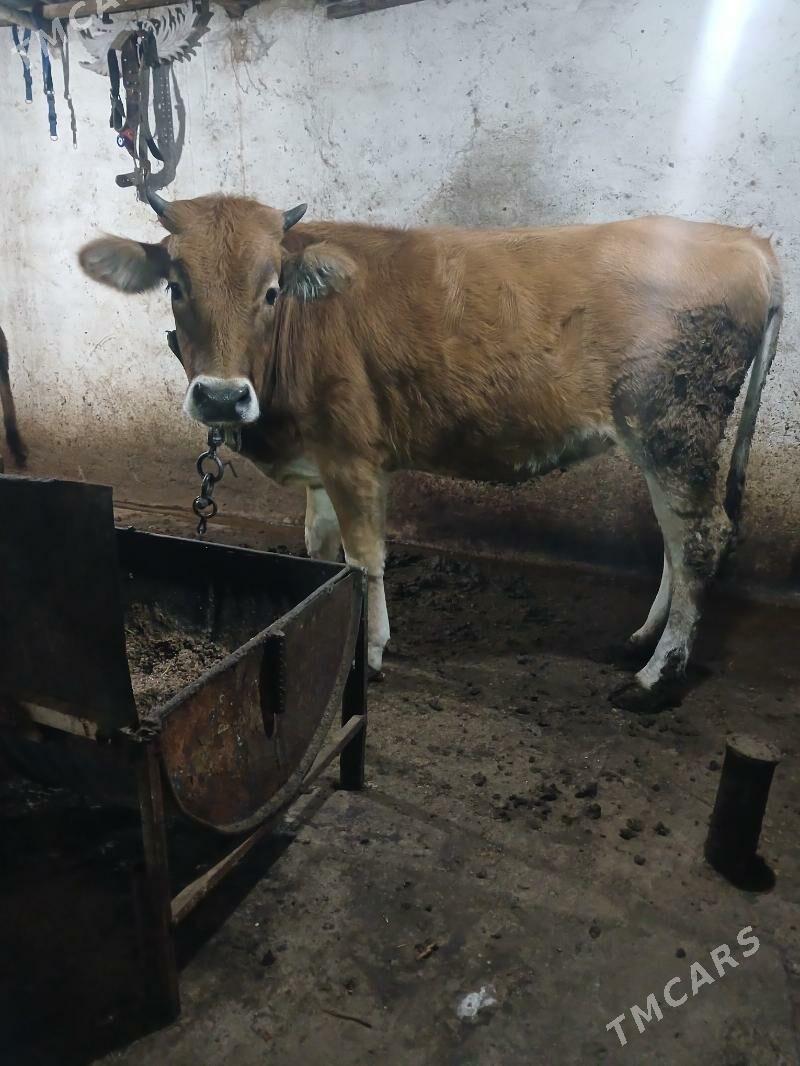 şwes tüwe - Aşgabat - img 3