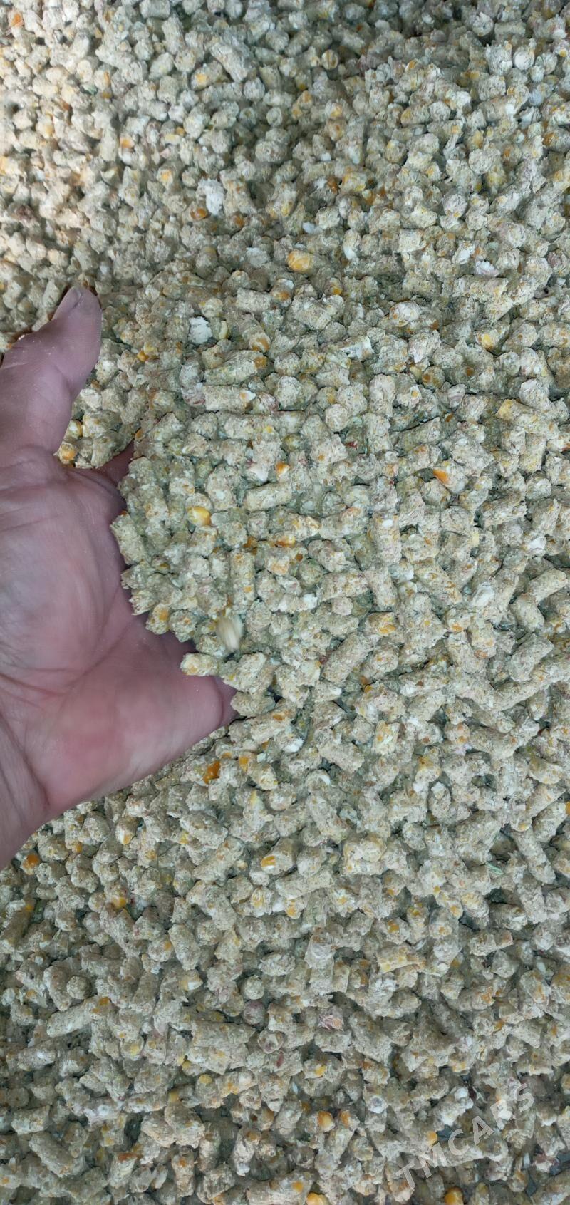 iým öküze.towuga goýuna - Bäherden - img 2