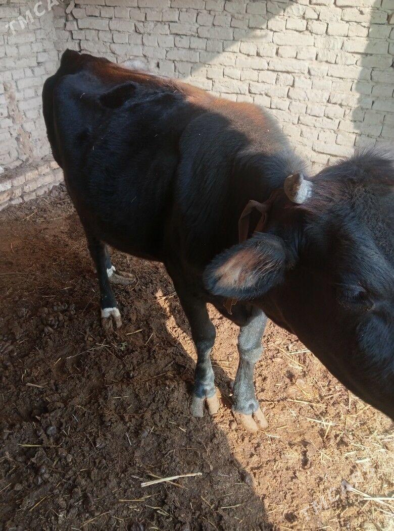 bakylan gysyr sygyr - Мургап - img 3