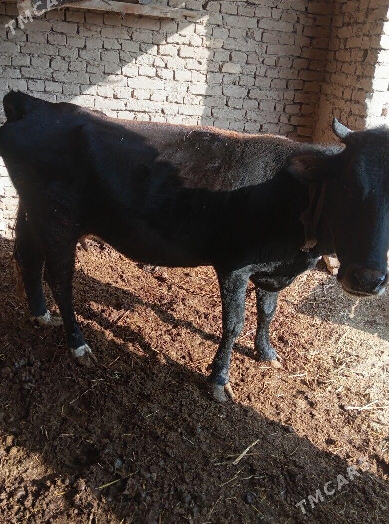 bakylan gysyr sygyr - Мургап - img 4