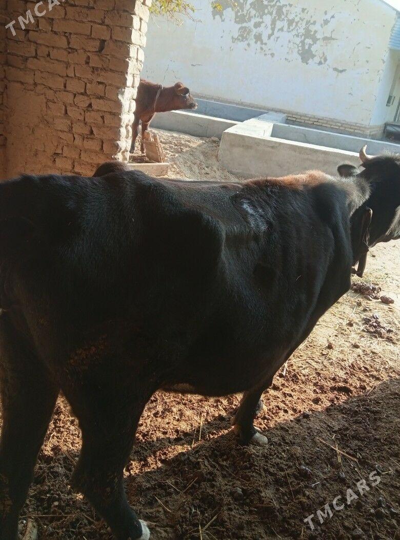 bakylan gysyr sygyr - Мургап - img 2