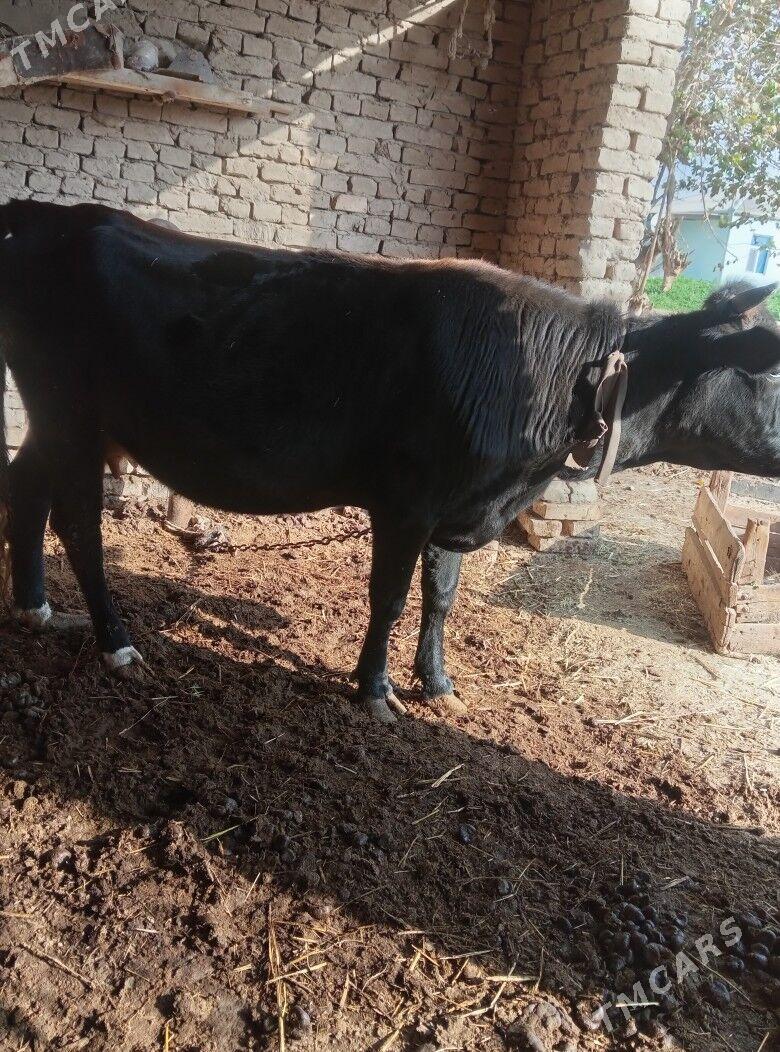 bakylan gysyr sygyr - Мургап - img 1