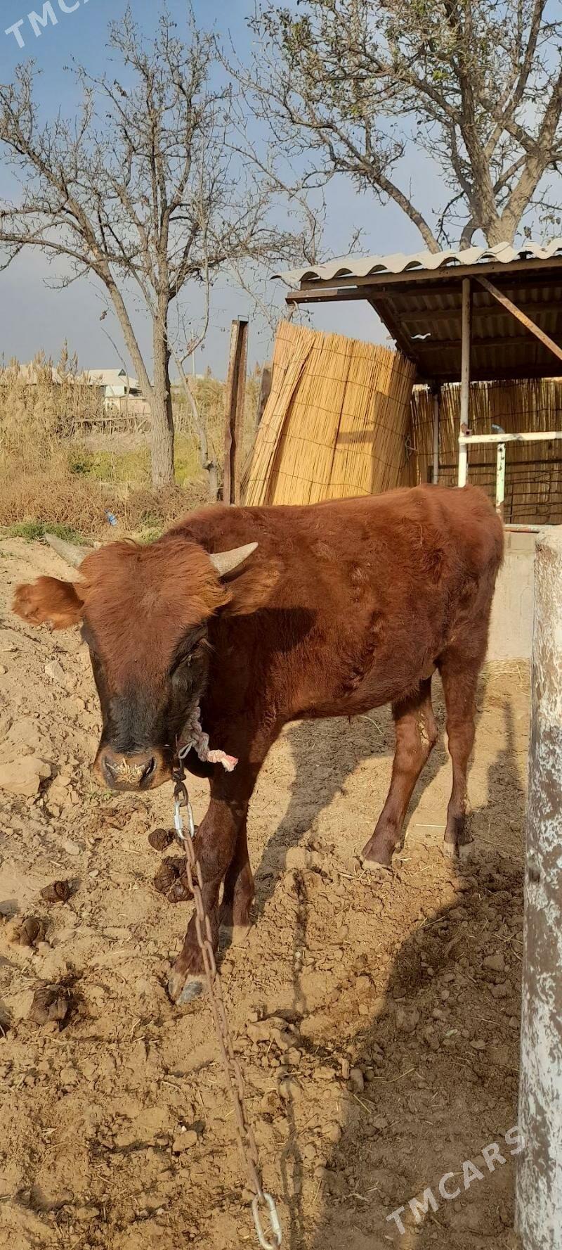 Meýdan öküz - Babadaýhan - img 3